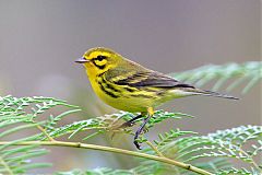 Prairie Warbler